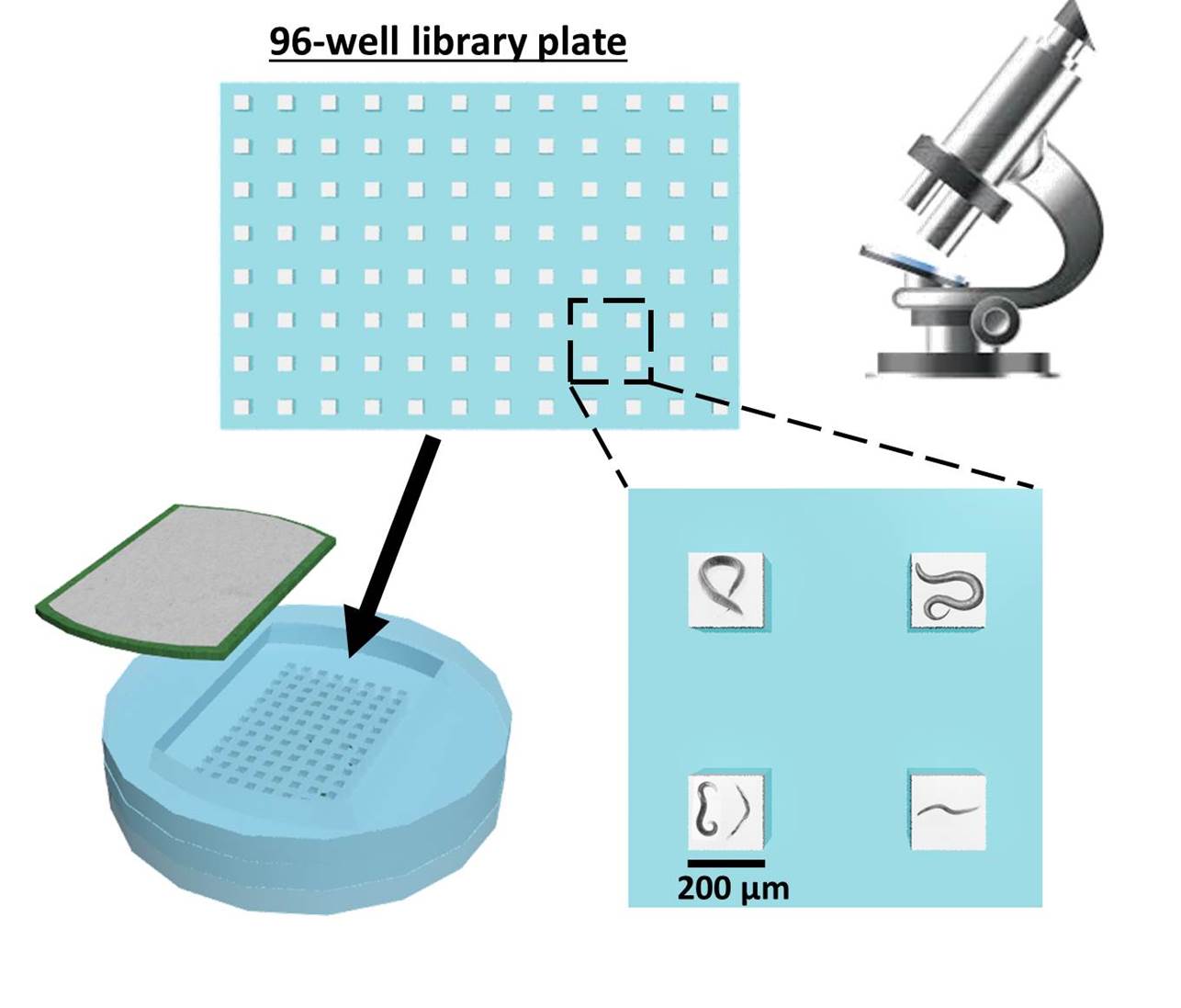 Paper-based microfluidic platform for three-dimensional culture of Caenorhabditis elegans